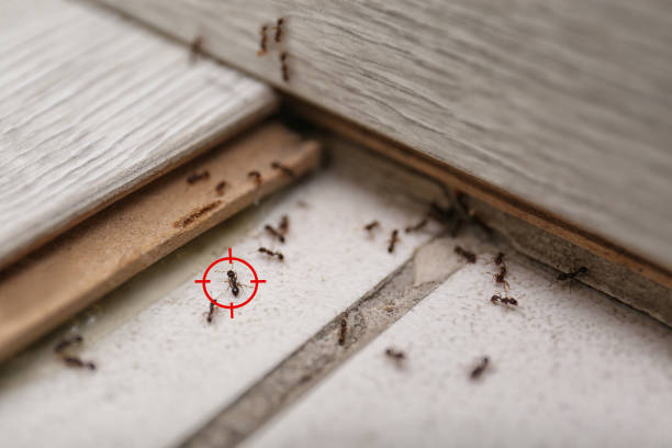 Best Local Pest Control Services  in Mountain Home, AR