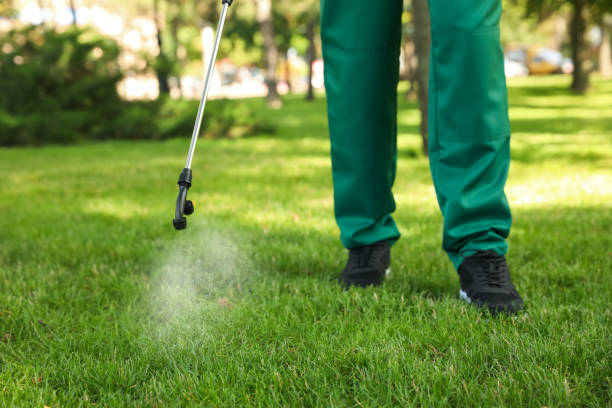 Best Termite Control Services  in Mountain Home, AR
