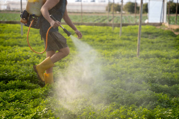 Best Exterminator Services  in Mountain Home, AR