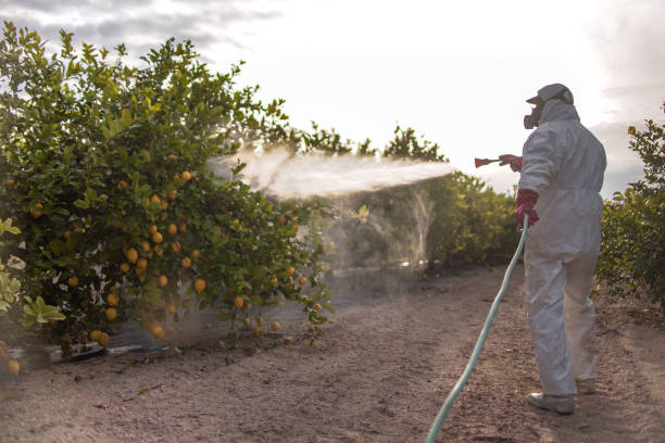 Best Wasp Removal Services  in Mountain Home, AR