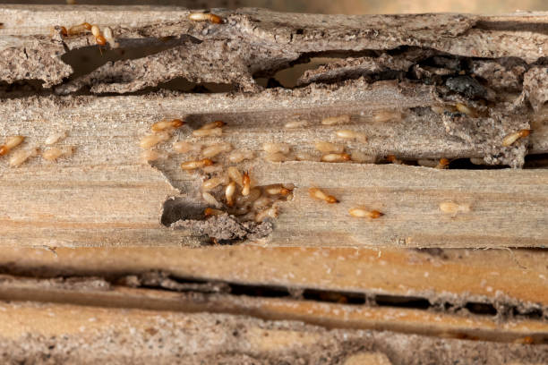 Best Local Pest Control Services  in Mountain Home, AR